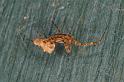 Uloborus_congregabilis_D7097_Z_89_Camping near sewage_Australie